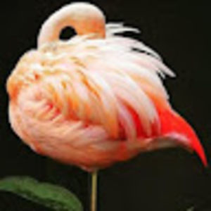 Meet your Posher, Ruth